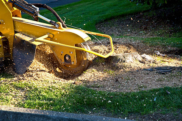 Mercer Island, WA Tree Removal Company